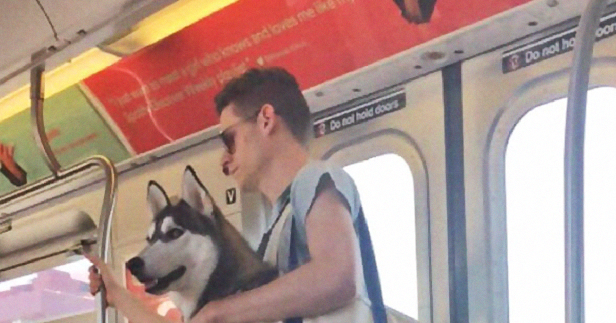 É proibido levar o cão no metro de Nova Iorque, a não ser que&#8230;