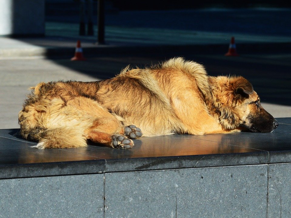 Como a Holanda se tornou no primeiro país onde não existem cães na rua, abandonados
