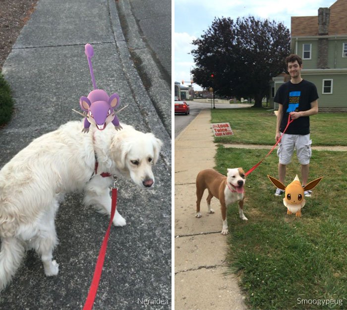 Abrigo de animais pede aos jogadores de Pokémon Go para passear os cães