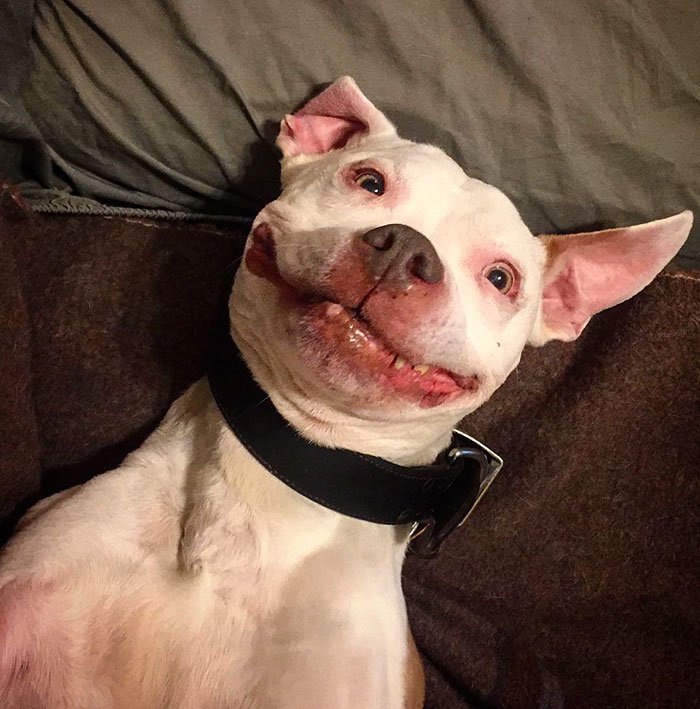 Este Pitbull não pára de sorrir, e a razão do sorriso é muito bonita