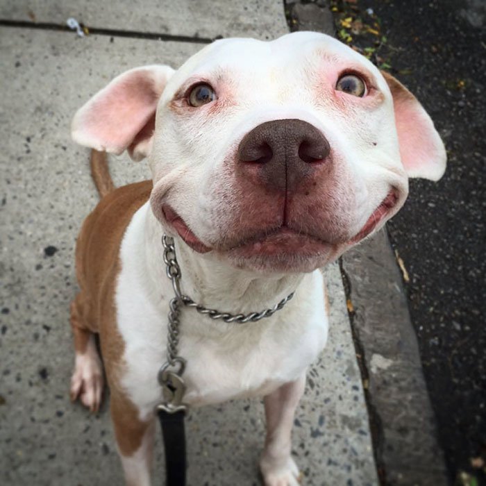 Este Pitbull não pára de sorrir, e a razão do sorriso é muito bonita