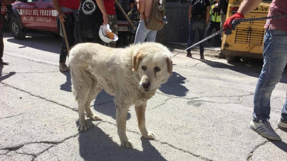 Itália: Cão ferido recusou-se a sair da casa destruída pelo sismo