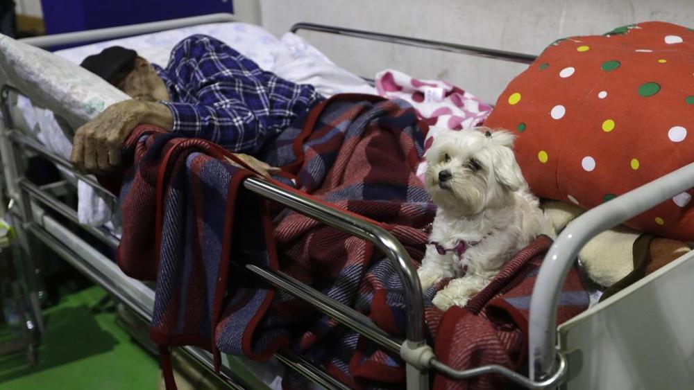 Itália: Cão não sai de perto do dono de 97 anos ferido no hospital
