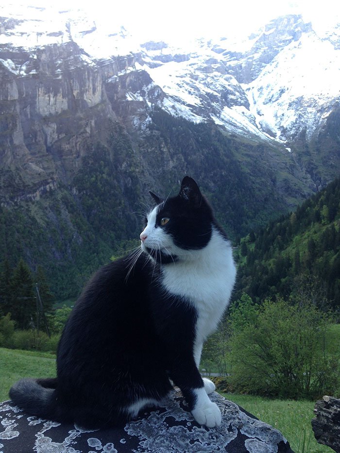 Este gato guiou um homem perdido numa montanha na Suiça