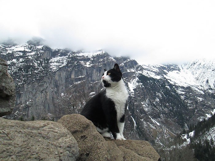 Este gato guiou um homem perdido numa montanha na Suiça