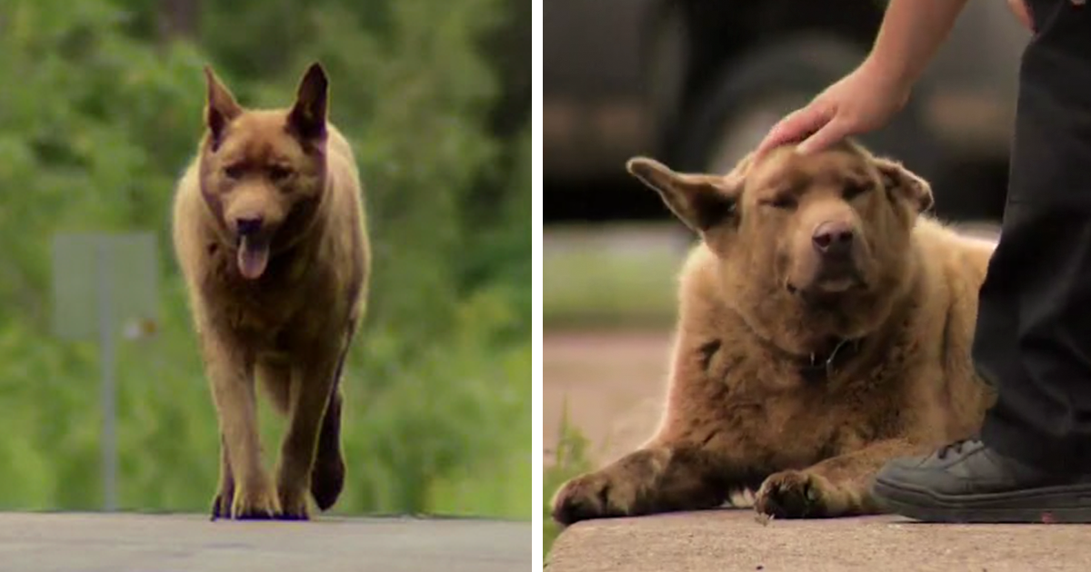 Bruno, o cão que anda 6 Km todos os dias, só para cumprimentar toda a gente