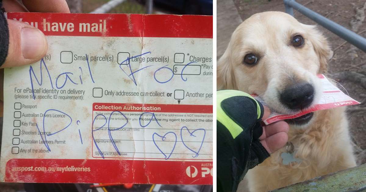 Cadela gosta tanto de receber o correio, que até o carteiro lhe escreve cartas, quando não há correio
