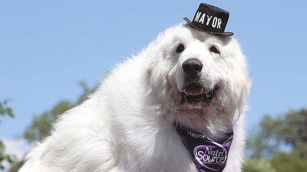 Duke, o cão que foi eleito para o 3º mandato como Presidente de Câmara