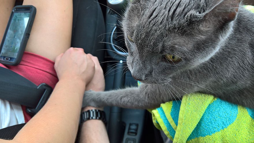Gato prestes a morrer &#8220;agarra&#8221; a mão do dono na última viagem para o veterinário
