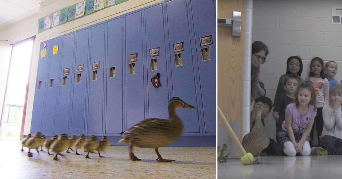Escola pára, todos os anos, para deixar passar uma família de patos