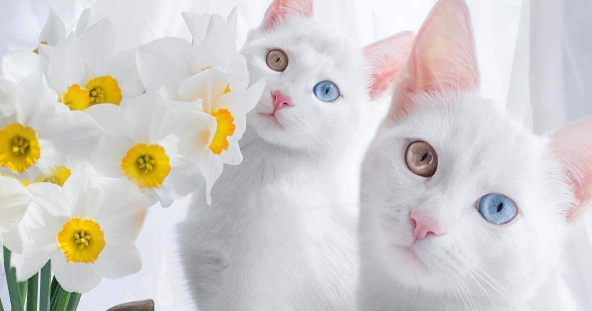 Estes são os Gatos Gémeos &#8220;mais bonitos do mundo&#8221;