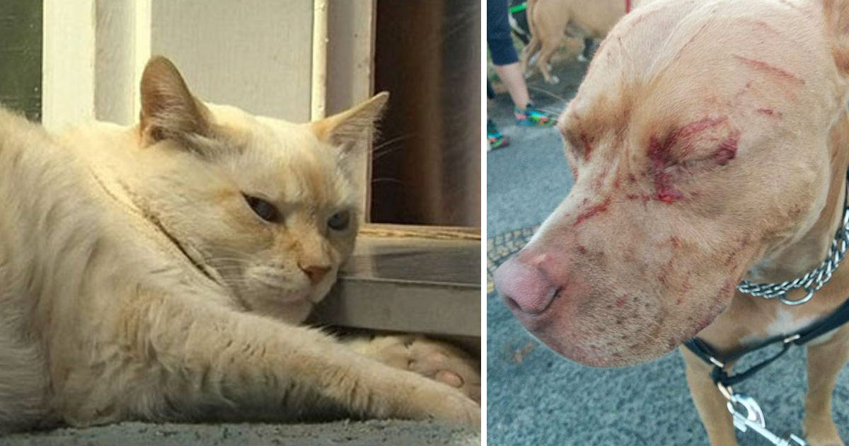 Gato chamado &#8220;Baby&#8221; ataca e arranha sete cães pitbull que passavam em frente ao seu jardim
