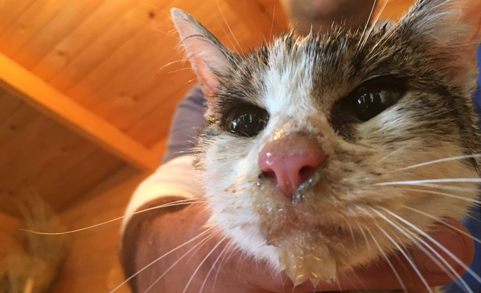 Gioia: a gata resgatada dos escombros 5 dias depois do sismo