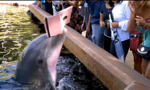 Nos Estados Unidos, golfinho rouba iPad a turista