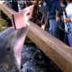 Nos Estados Unidos, golfinho rouba iPad a turista
