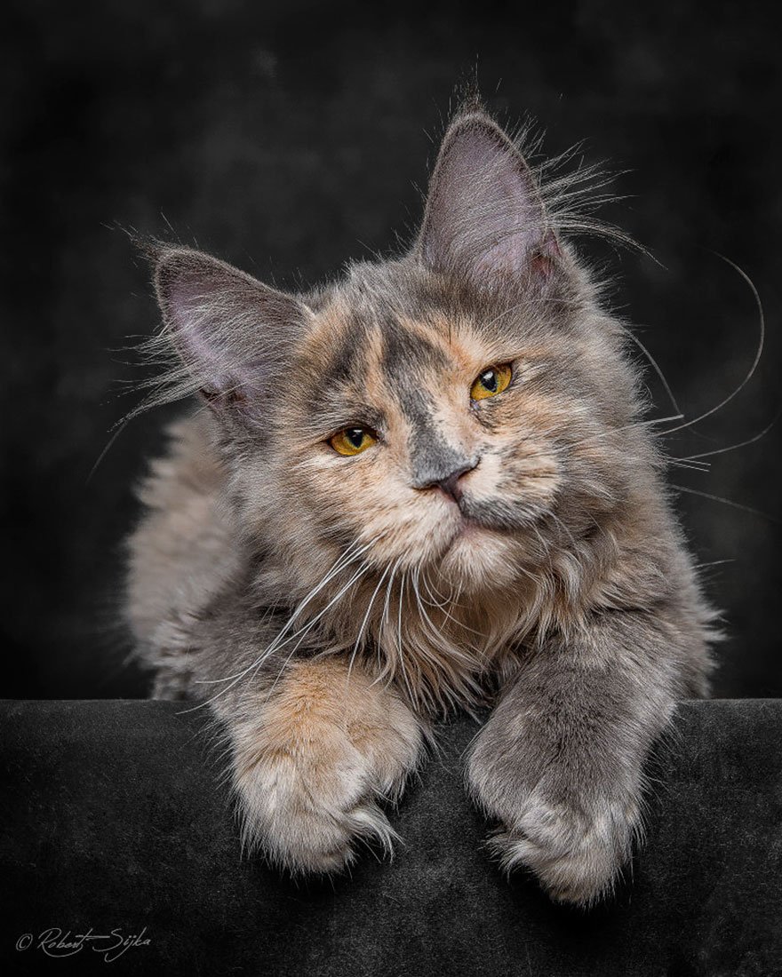 Fotógrafo capta a beleza majestosa dos gatos maine coon