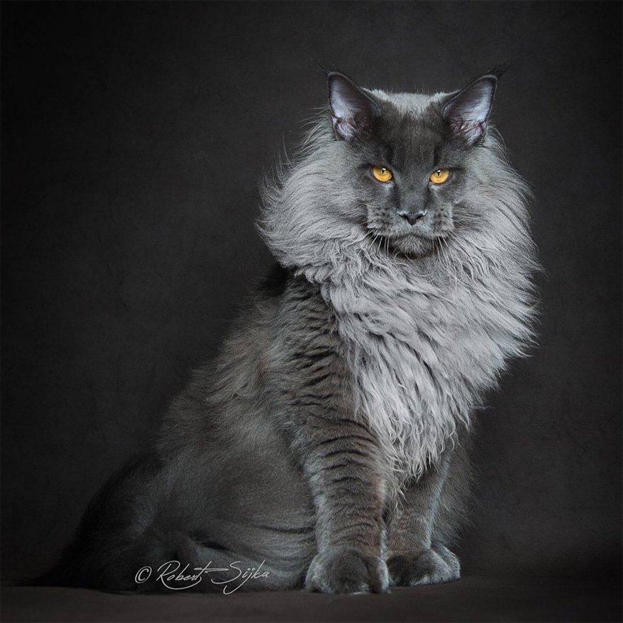 Fotógrafo capta a beleza majestosa dos gatos maine coon