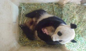 Video: Gémeos de Panda Gigante nasceram num zoológico de Viena