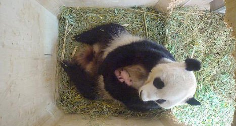 Video: Gémeos de Panda Gigante nasceram num zoológico de Viena