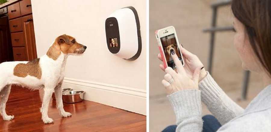 Petchatz: aparelho permite falar e alimentar o teu cão à distância