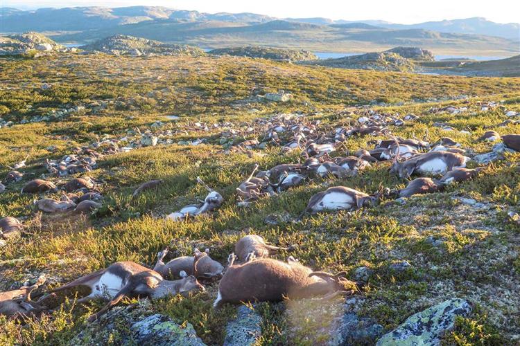 Noruega: relâmpago mata mais de 300 renas