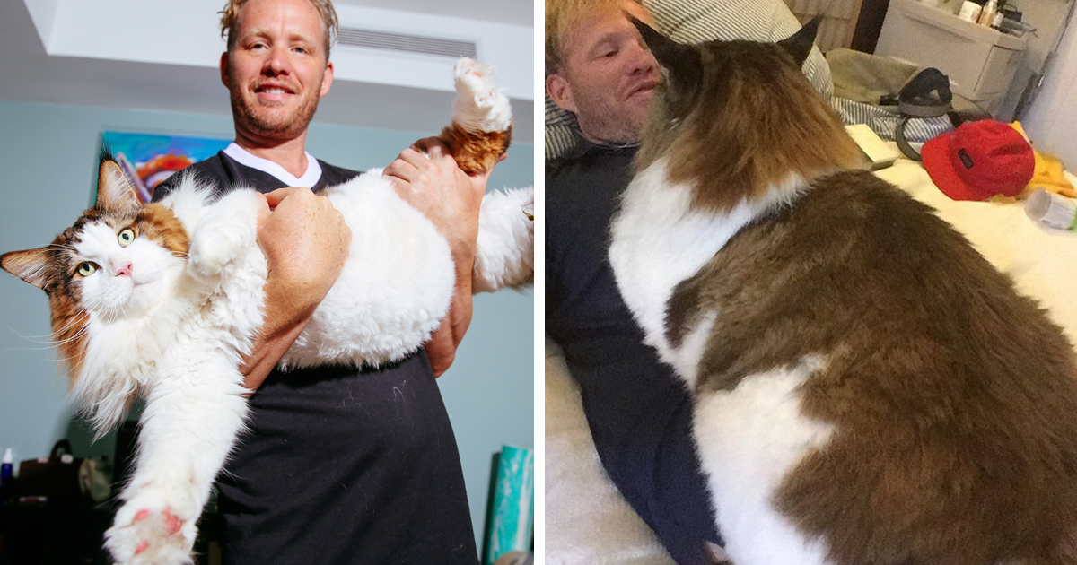 Samson, pesa 13 kg e é, provavelmente, o maior gato do mundo