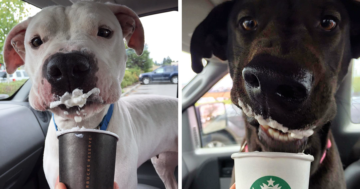 Abrigo leva cães a tomar um &#8220;Cãopuccino&#8221; para os ajudar a encontrar um novo lar
