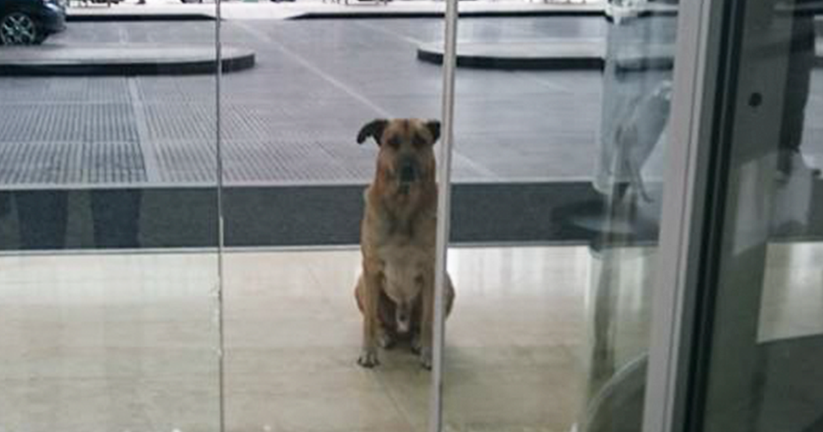 Hospedeira adota cão que esperava por ela há 6 meses no hotel