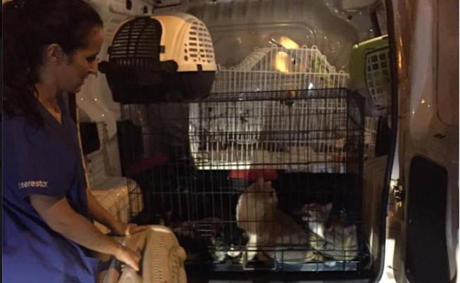 Madeira: veterinária oferece tratamento a animais vitimas dos incêndios