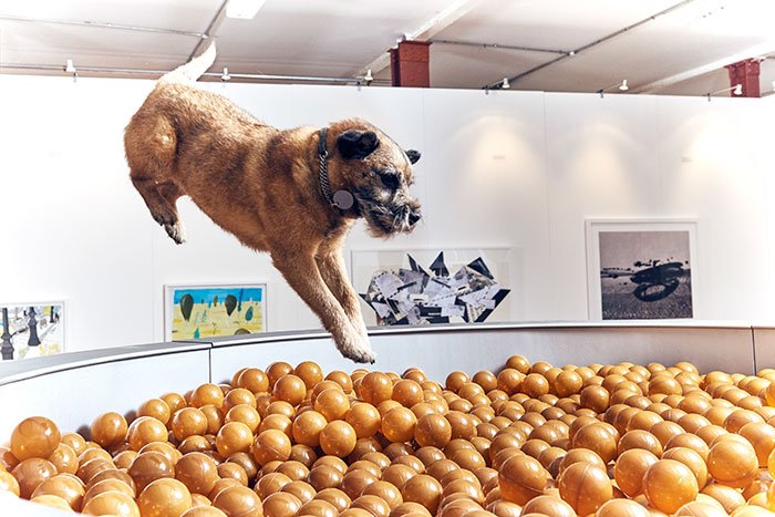 Esta é a primeira exposição de arte para cães alguma vez feita