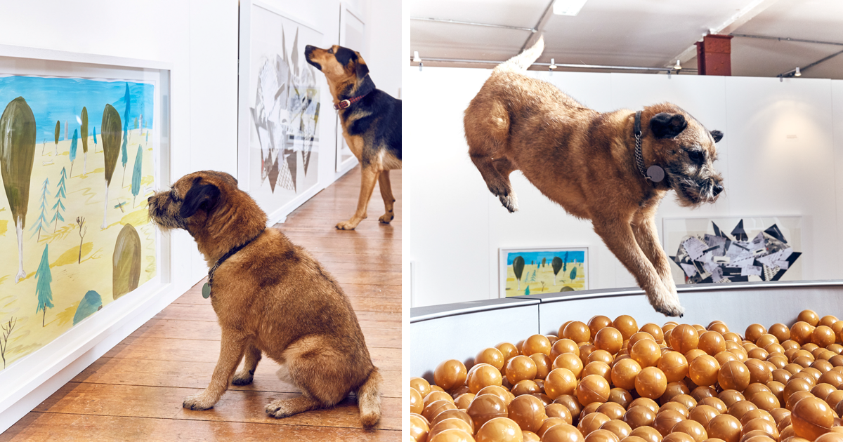 Esta é a primeira exposição de arte para cães alguma vez feita