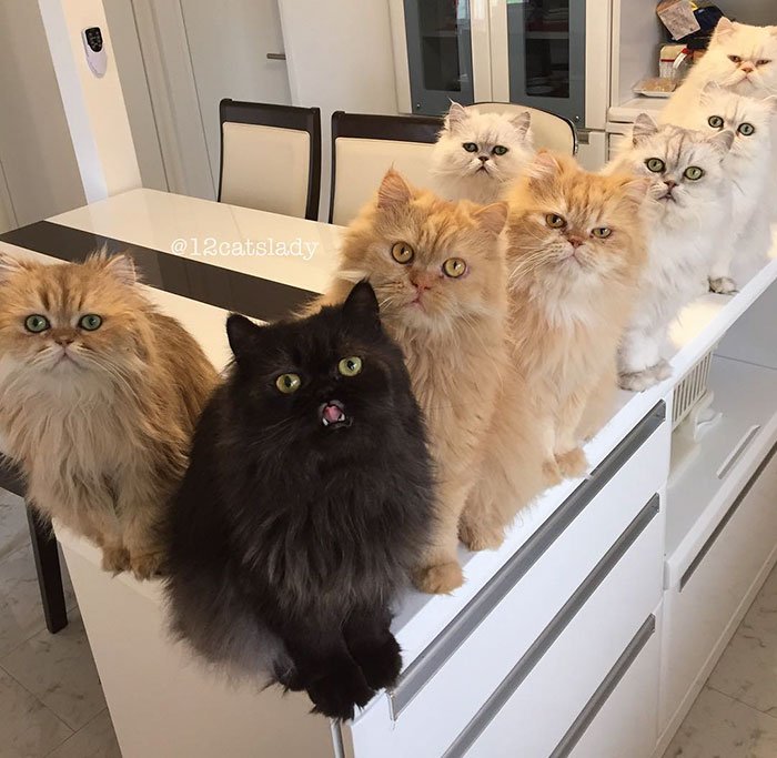 &#8220;12 Cats Lady&#8221;: vive com 12 gatos persas em casa, e está a conquistar o Instagram