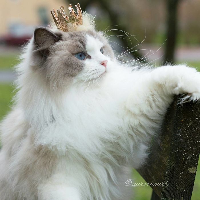 Aurora, a gata princesa que está a derreter o Instagram