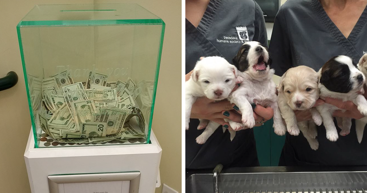 Uma pessoa colocou 8.000 dólares numa caixa para doação de um abrigo de animais