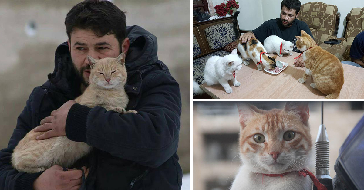 Quando todos fogem da guerra em Aleppo, ele ficou para cuidar dos gatos abandonados