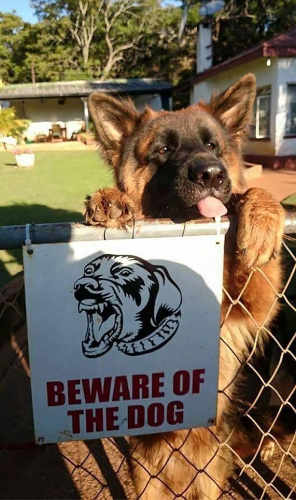10 cães que nada têm a ver com a placa &#8220;Cuidado com o Cão&#8221;