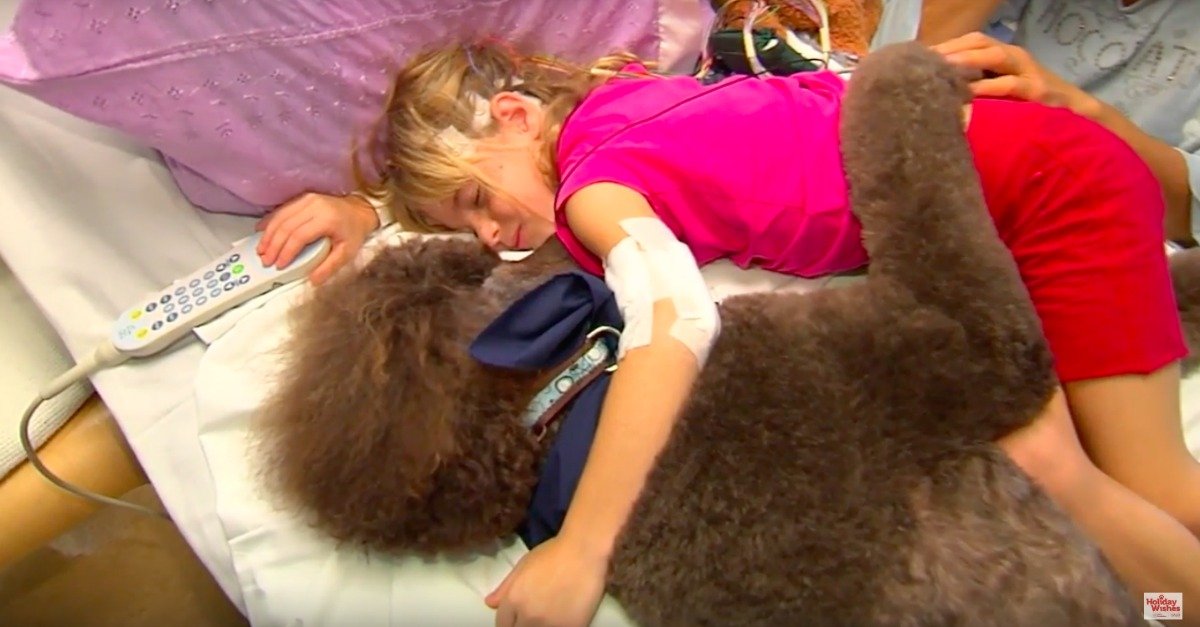 Vídeo poderoso mostra como estes cães terapeutas ajudam as crianças nos hospitais