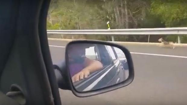 Cão tenta perseguir o carro dos donos que o abandonam num auto-estrada em Espanha