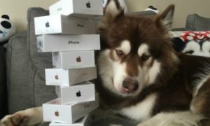 Filho de chinês milionário comprou oito iPhone 7 para o cão