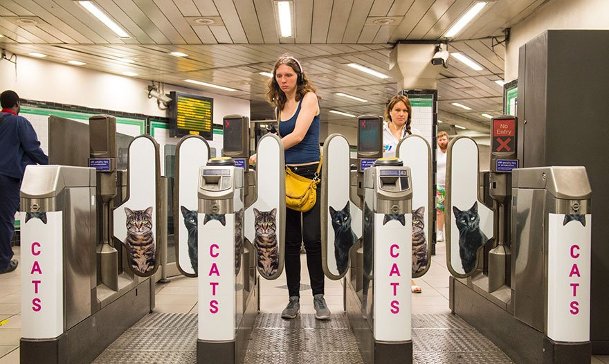 Todos os anúncios no metro de Londres foram substituídos por fotografias de gatos, e o motivo é inspirador