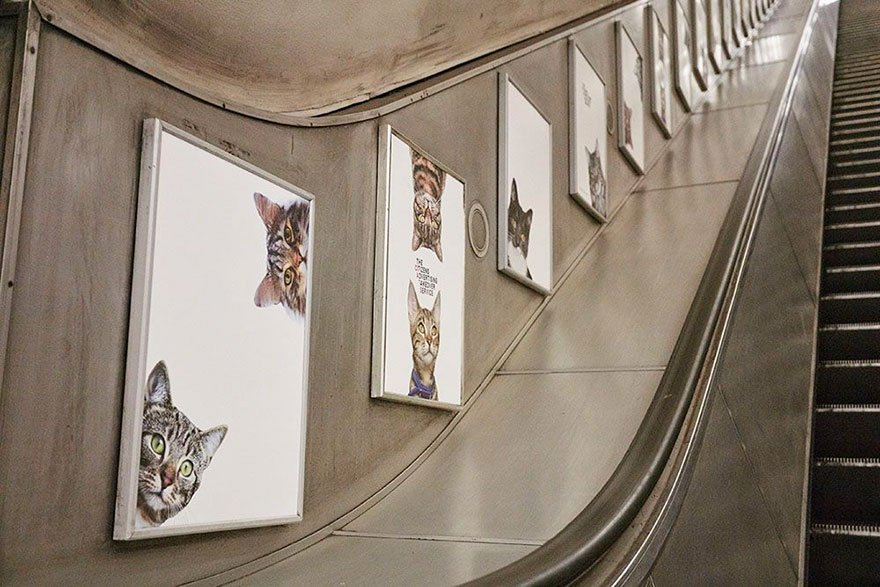 Todos os anúncios no metro de Londres foram substituídos por fotografias de gatos, e o motivo é inspirador