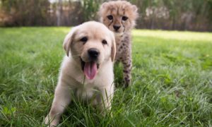 Cachorro e chita estão a ser criados como irmãos num jardim zoológico