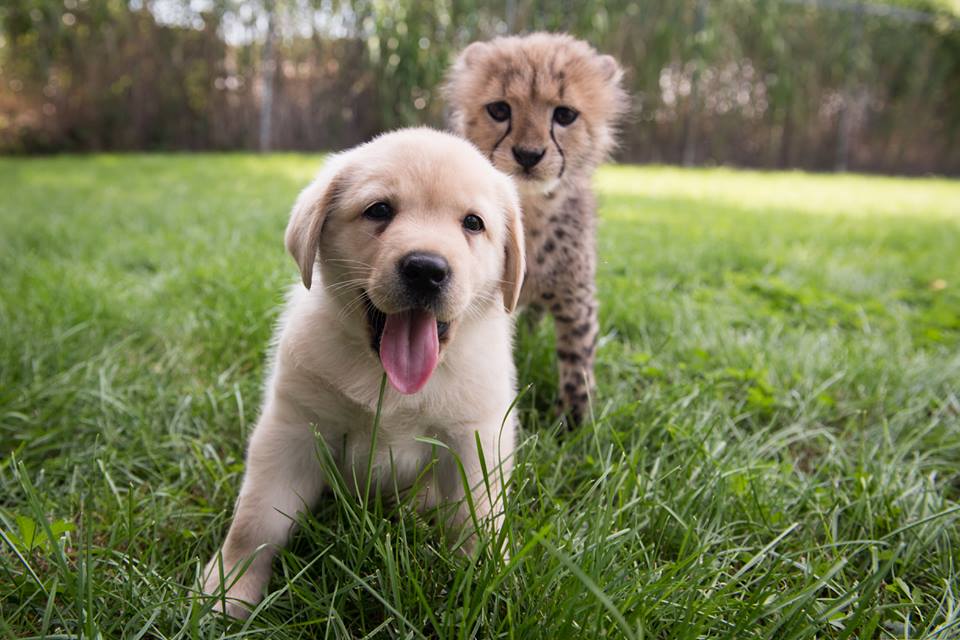 Cachorro e chita estão a ser criados como irmãos num jardim zoológico