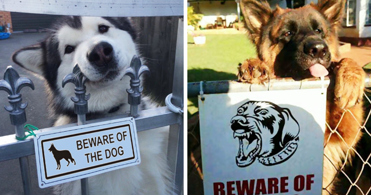 10 cães que nada têm a ver com a placa &#8220;Cuidado com o Cão&#8221;