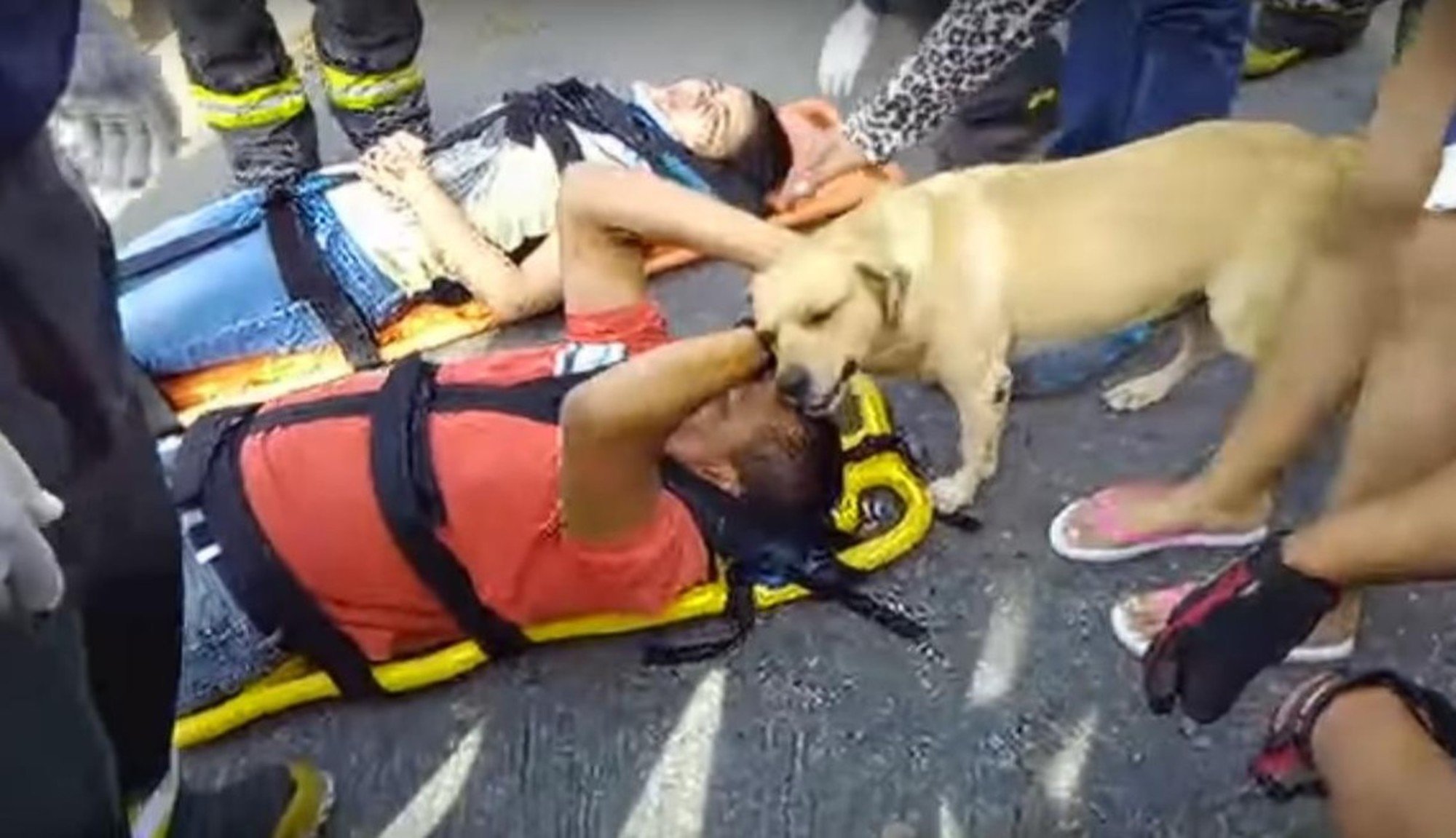 Cão conforta o dono ferido num acidente de autocarro, e emociona todos