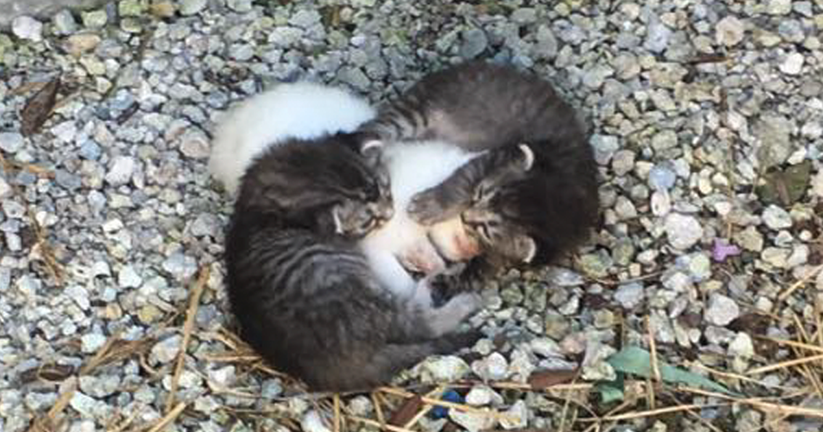 Dois gatinhos encontrados a abraçar o seu irmão, que estava doente