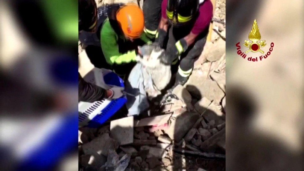 15 dias depois um gato foi encontrado com vida nos escombros do sismo em Itália