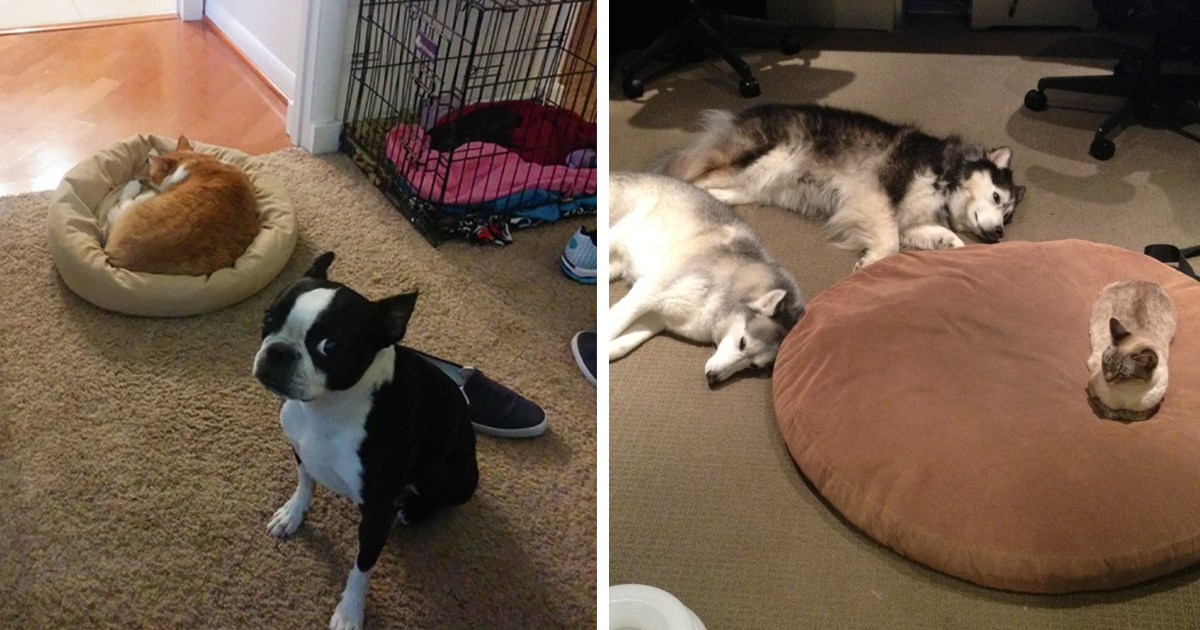 10 gatos que roubaram a cama aos cães, e não se importam nada com a má fama