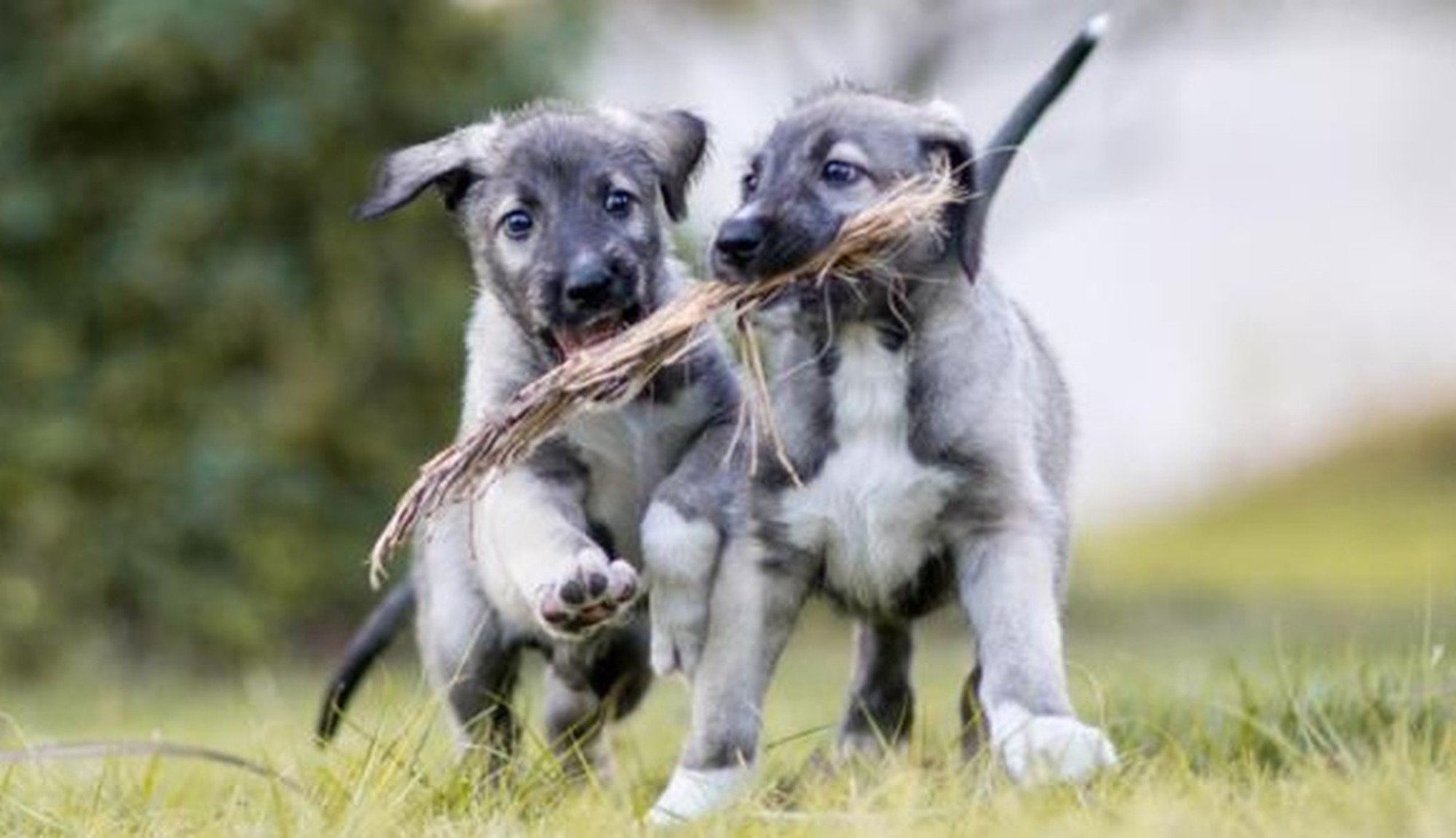 Estes são os primeiros cães gémeos idênticos do mundo