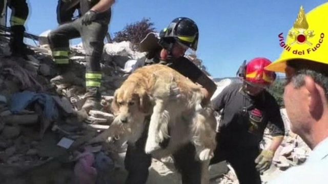 Cão resgatado dos escombros de Amatrice 9 dias depois do sismo